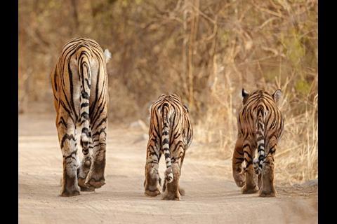 tiger-family-india